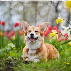 Corgi in spring flowers