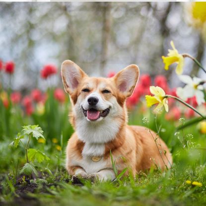 Corgi in spring flowers