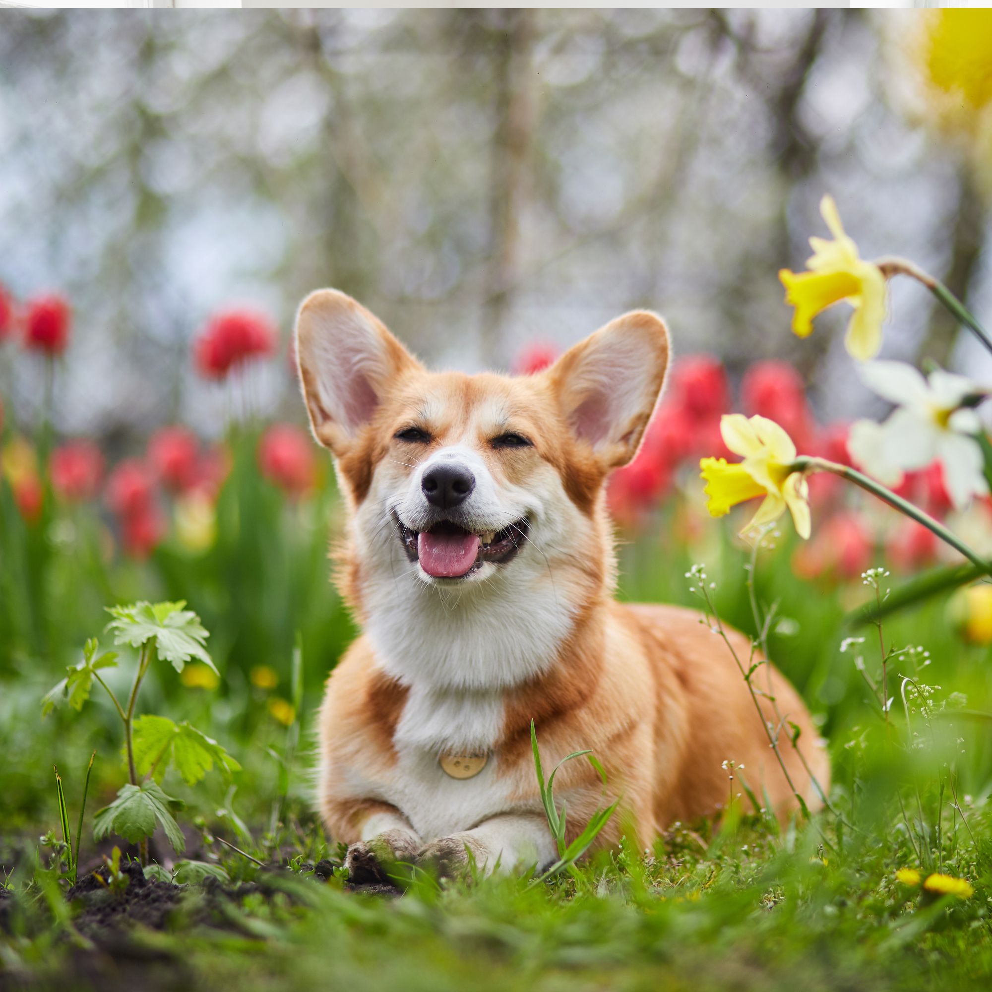 Corgi in spring flowers