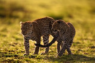 Two cheetahs shot on the Nikon Z 400mm lens