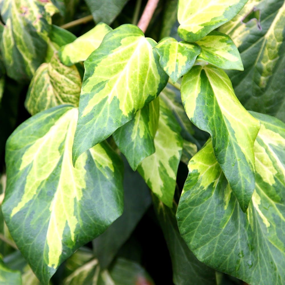 Hedera Colchica 'sulphur Heart'