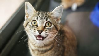 Tabby kitten meowing