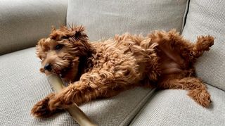 Labradoodle with chew toy