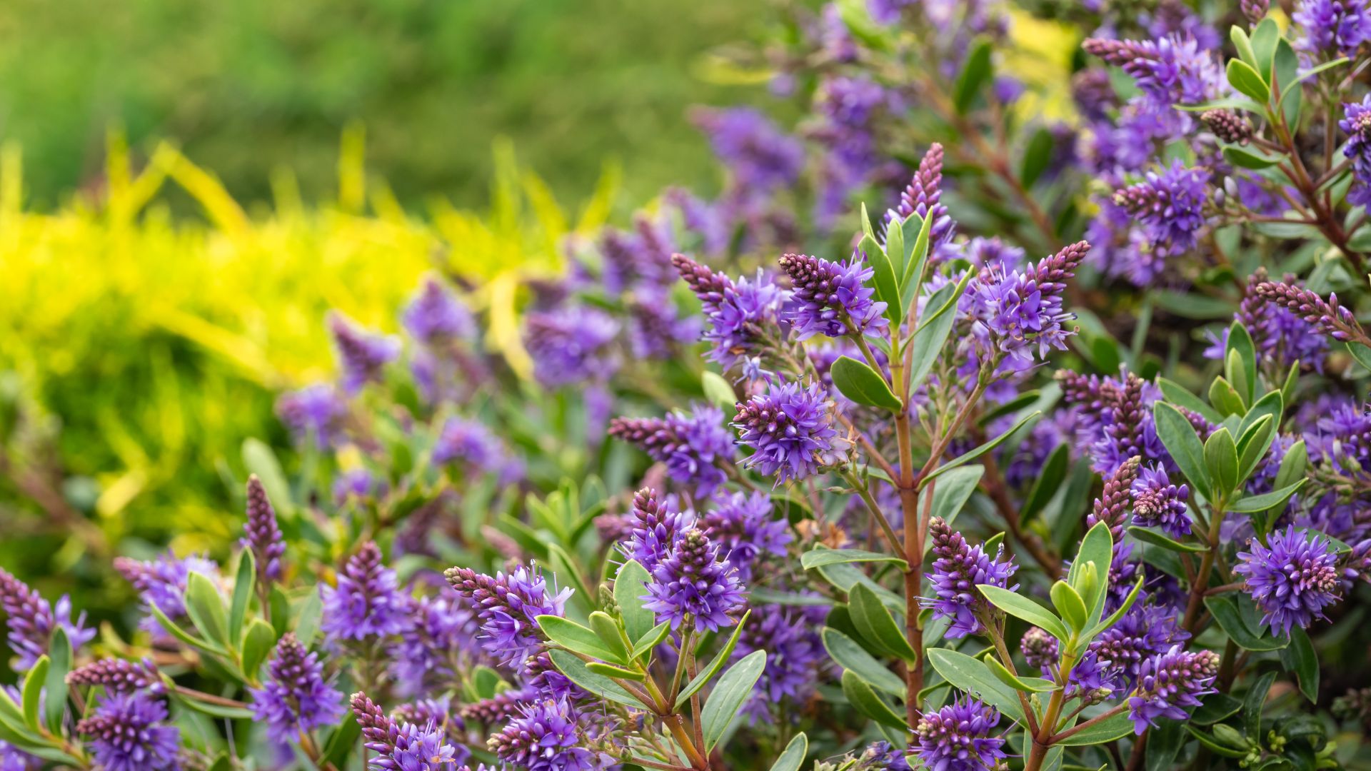 hebe shrub growing in garden