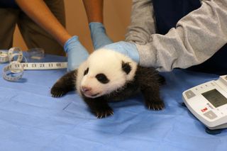 The panda cub, now 8 weeks old, weighs 5 pounds (2.6 kilograms) with her eyes partially open. Image taken during a zoo exam on Oct. 17, 2013.