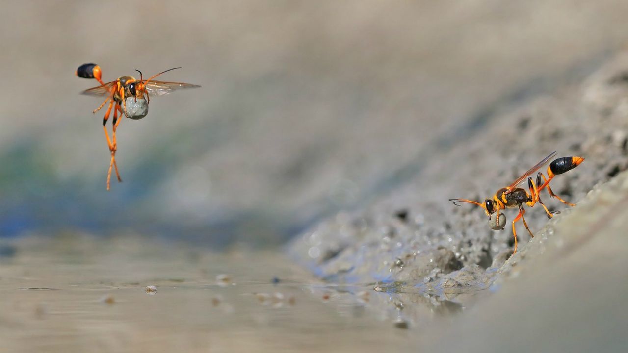 Wildlife Photographer of the Year winners