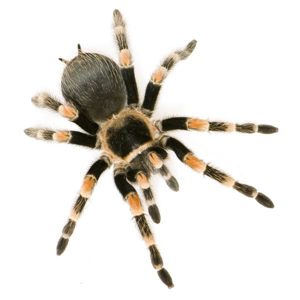 A Brachypelma smithi tarantula, one of the species used in a study which found that people who are afraid of spiders overestimate the size of spiders they have encountered. 