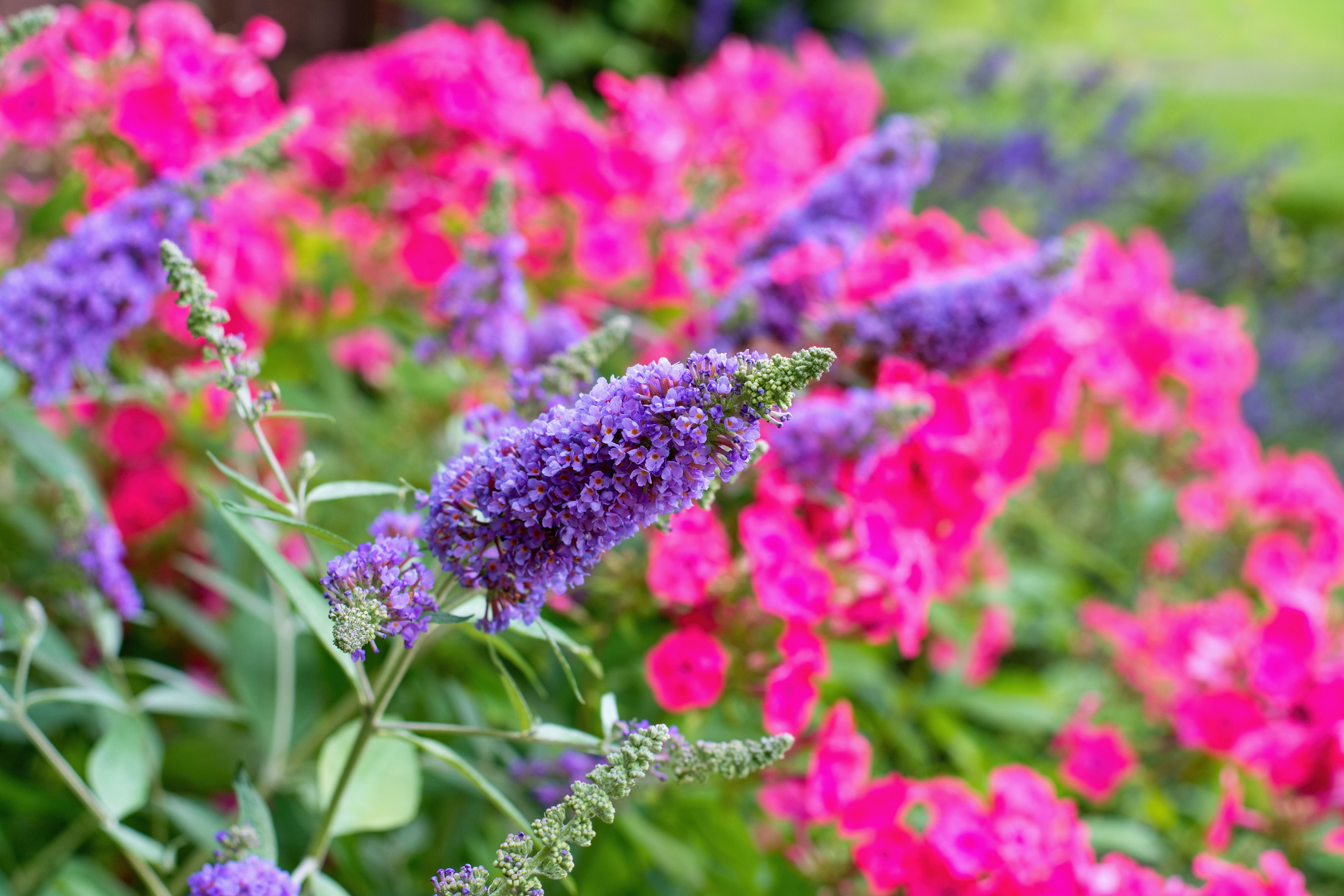 Butterfly Bush against pink flower background