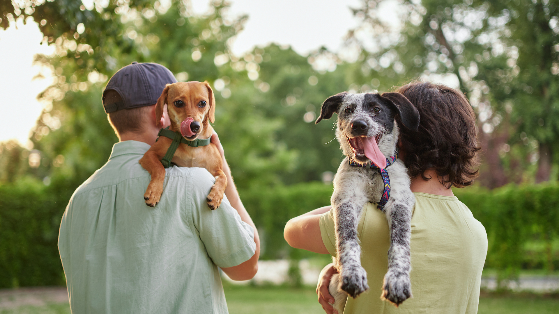 Two rescue dogs being carried