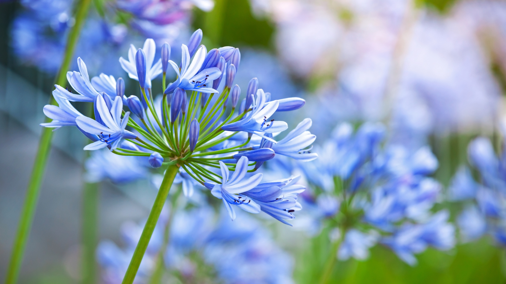 Macro photo of bright blue Agapanthus flowers in the garden