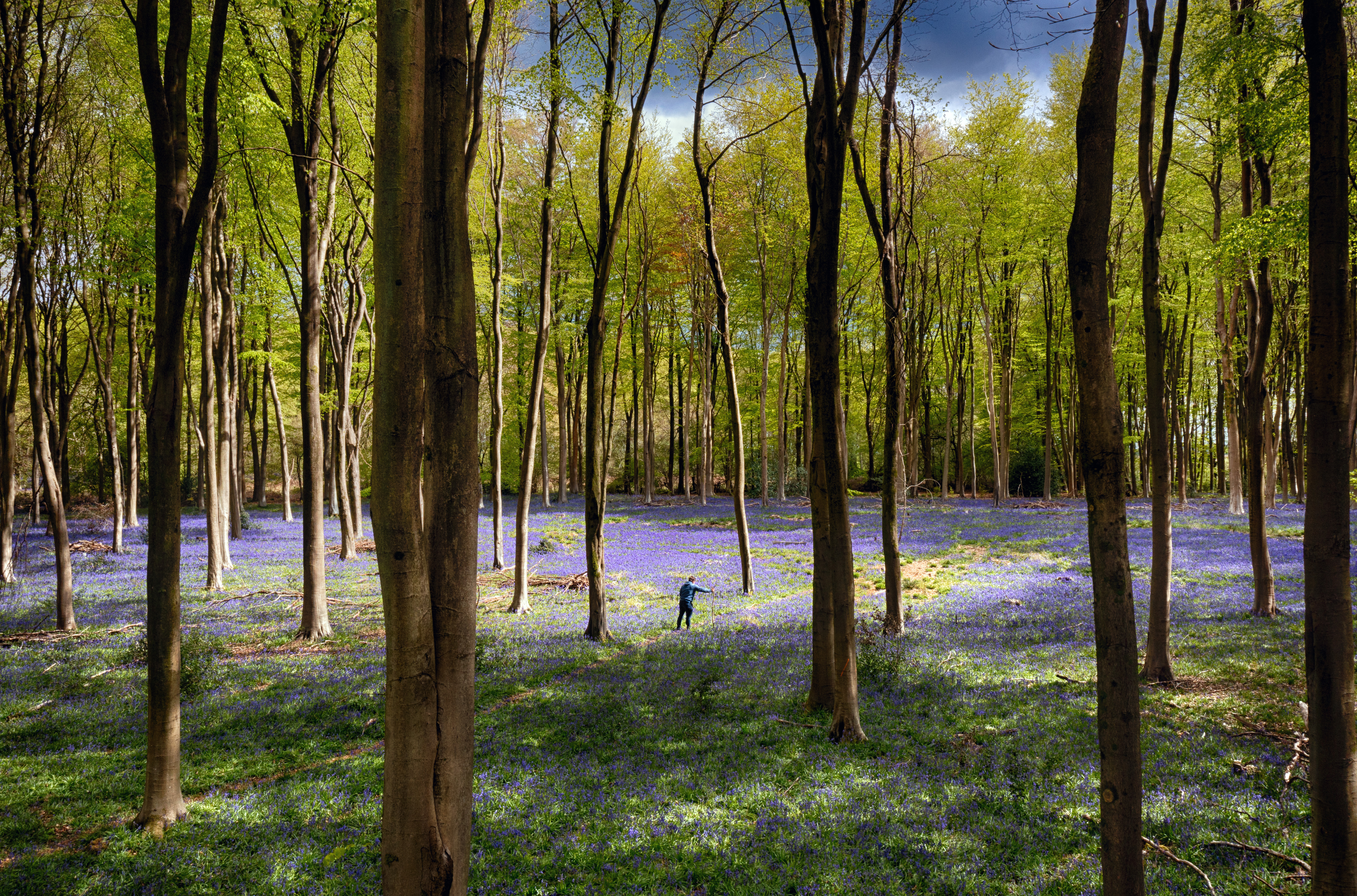 A bluebell wood
