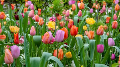 bed of colourful tulips