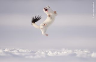 Jumping stoat looks like is is leaping for joy above snowy ground.