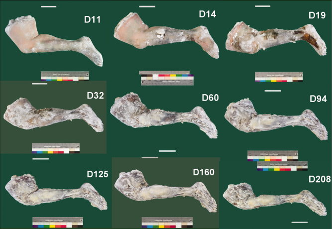 Mummified fresh human tissue