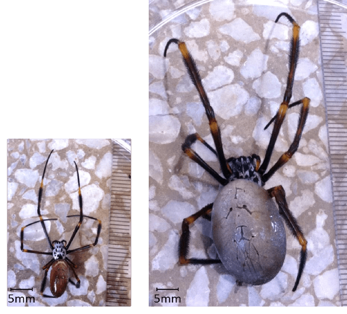 The smallest spider (from Brisbane Waters National Park, NSW) compared with the largest (eastern suburbs, Sydney).