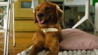 A smiling brown dog sits on a pillow on the floor in a scene from the Hallmark movie "Everything Puppies."
