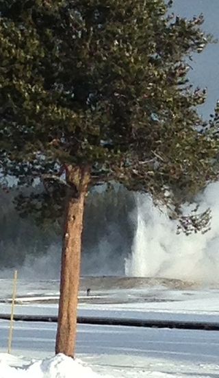 Giantess geyser erupting