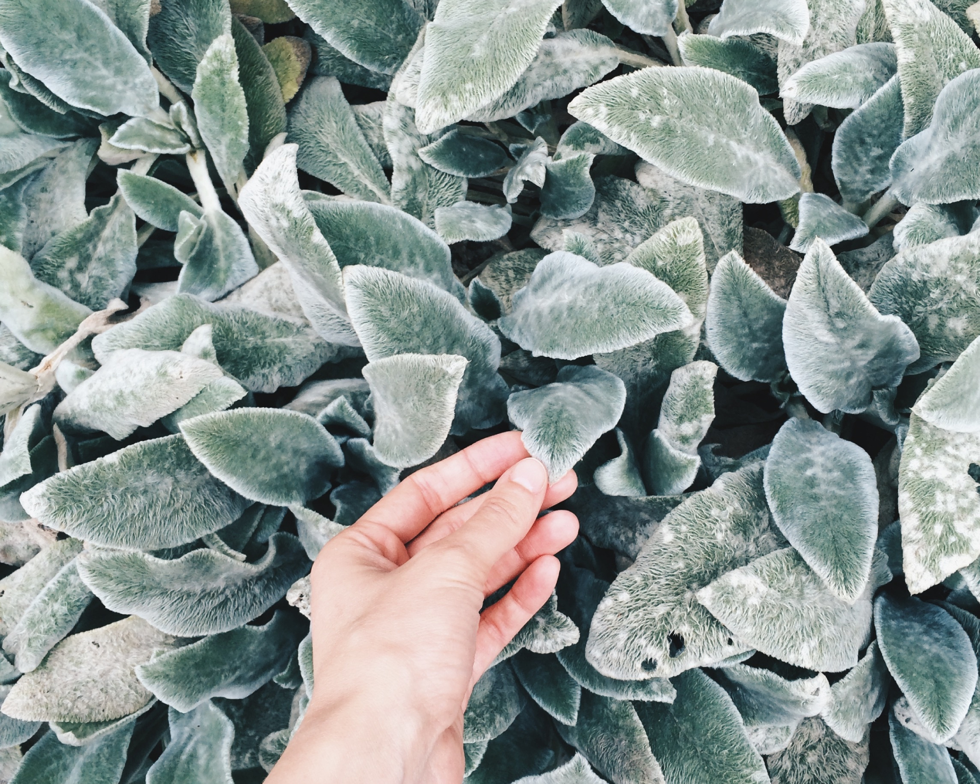 Petting lambs ear plant in sensory garden