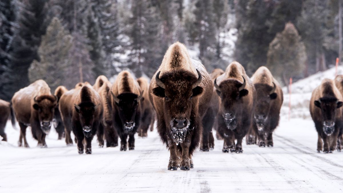 Yellowstone tourist learns why you shouldn't get too friendly with the ...