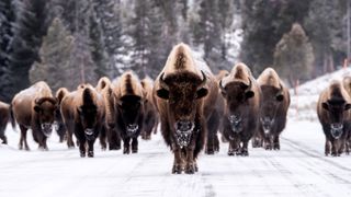 Herd of bison at Yellowstone National Park in the snow
