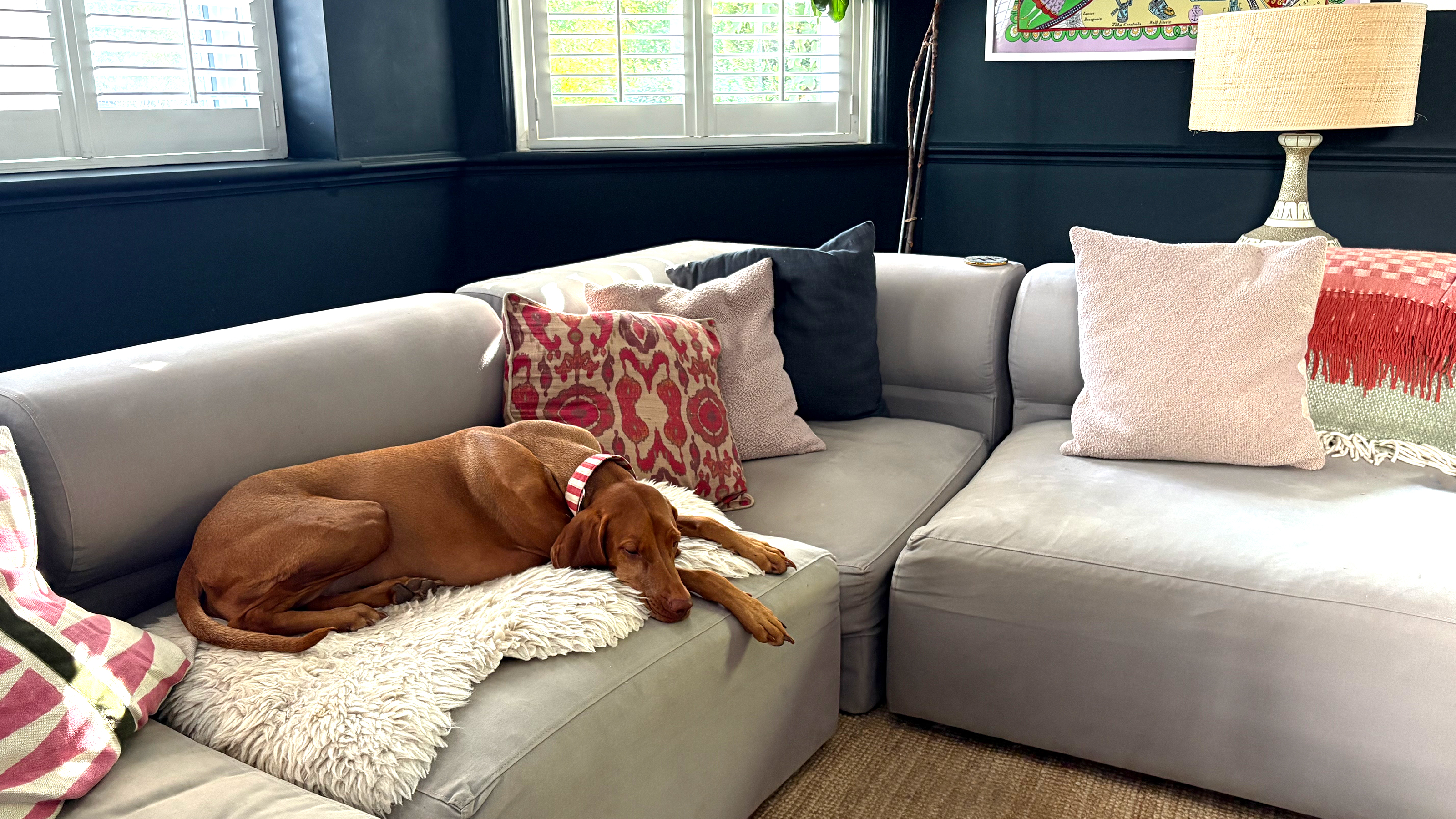 Hungarian vizsla asleep on a sheepskin blanket on a grey modular sofa in a black living room with a natural rug. 