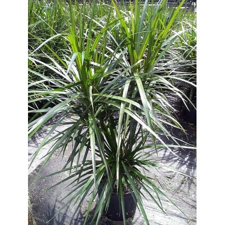 Dracaena Marginata Cane - Live Plant in a 10 Inch Pot - Dracaena Marginata - Easy Care Low Maintenance Indoor Air Cleaning Plant