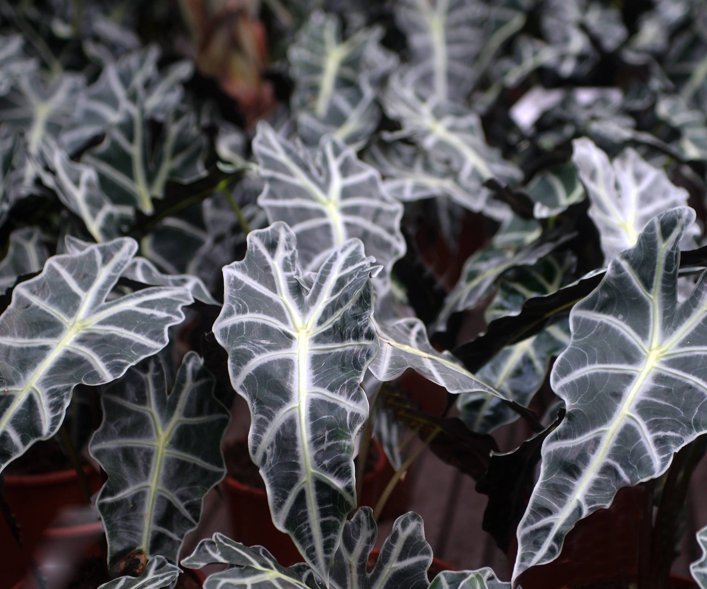 Dark alocasia leaves with white veins