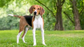 American foxhound standing on grass