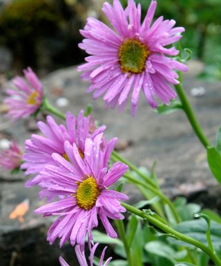 Aster alpinus ‘Pinkie’ alpine plants in bloom