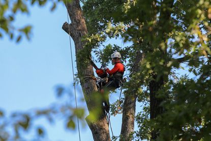 Professional tree store cutter