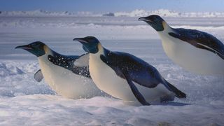 TV tonight: penguins in Antarctica.