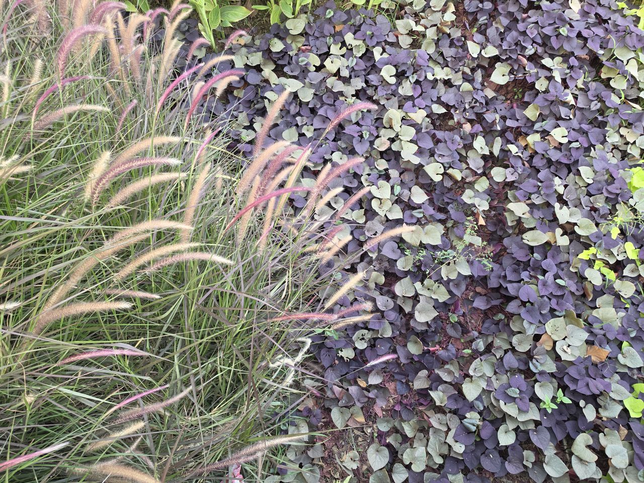 Park plants with green, orange, yellow and purple colors in the frame.