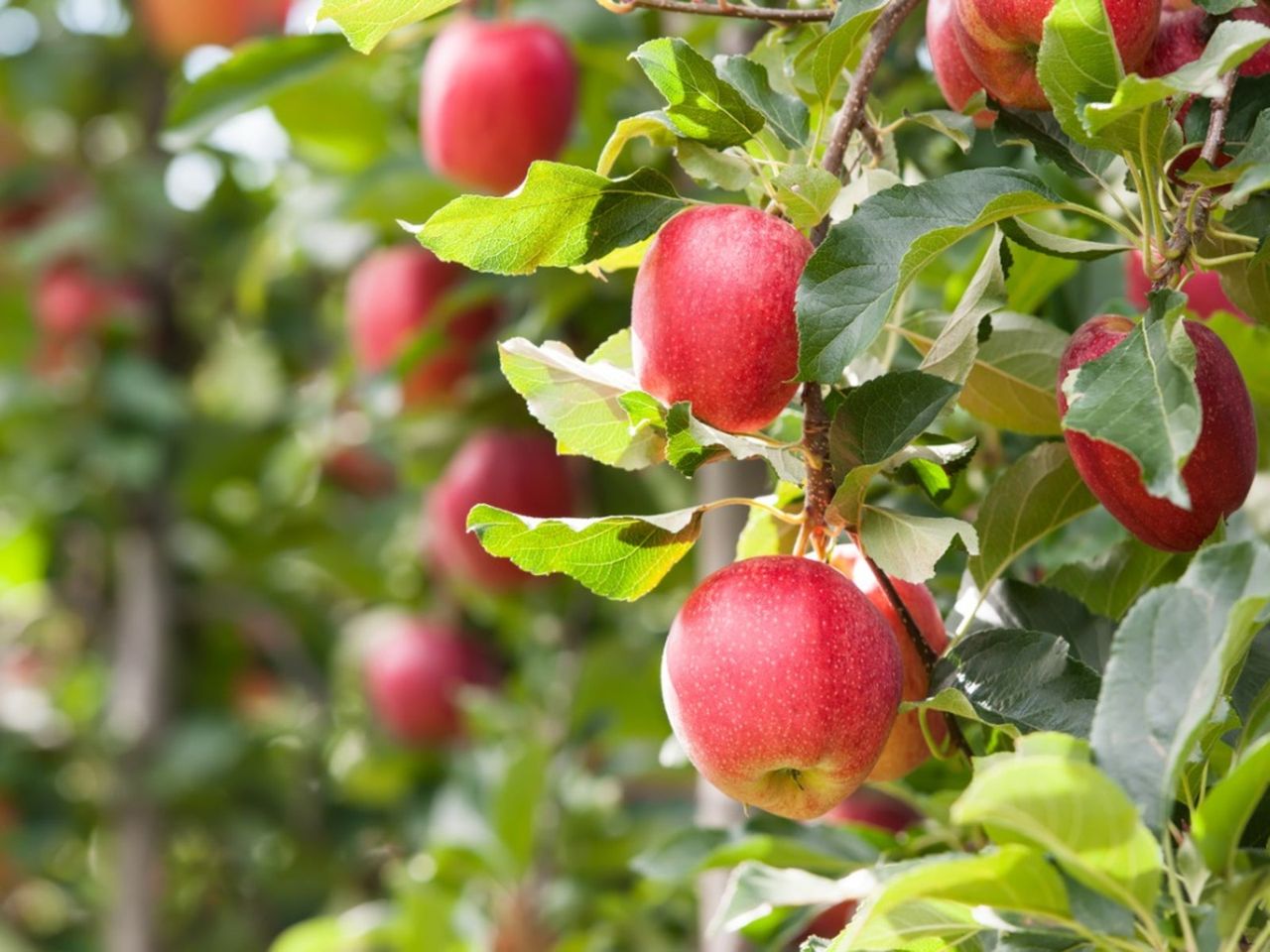 Apple Trees Full Of Fruits