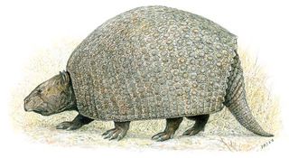 This primitive, oversized armadillo relative, P. septentrionalis, likely weighed 200 pounds. It roamed high in the Andes in northern Chile 18 million years ago.