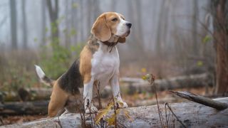 Beagle