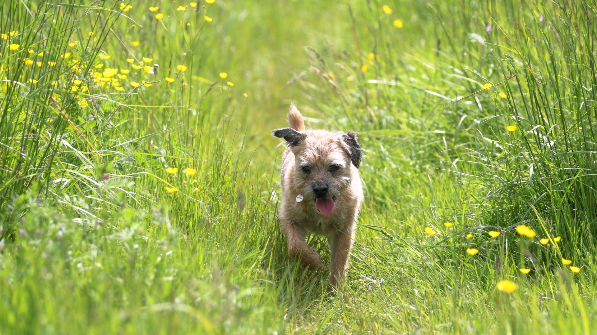 Border Terrier