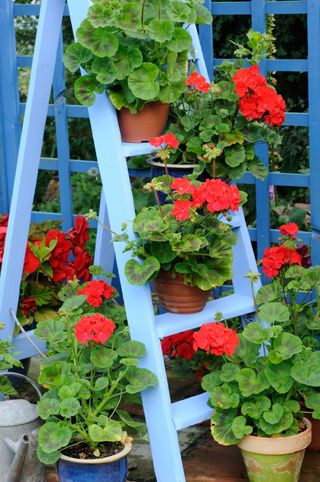 blue ladder and trellis with geraniums