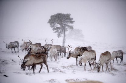 Russia mulls deploying 'reindeer police force' in Siberia