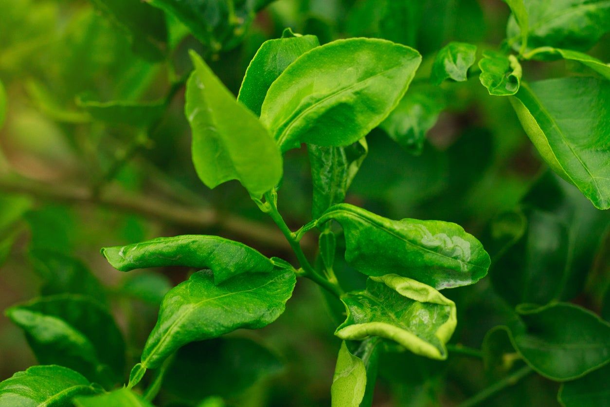 Lemon Tree Leaves Damaged From Pests