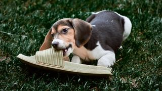 Beagle puppy chewing on shoe outside