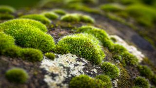 Moss can affect the overall health of your lawn. File picture