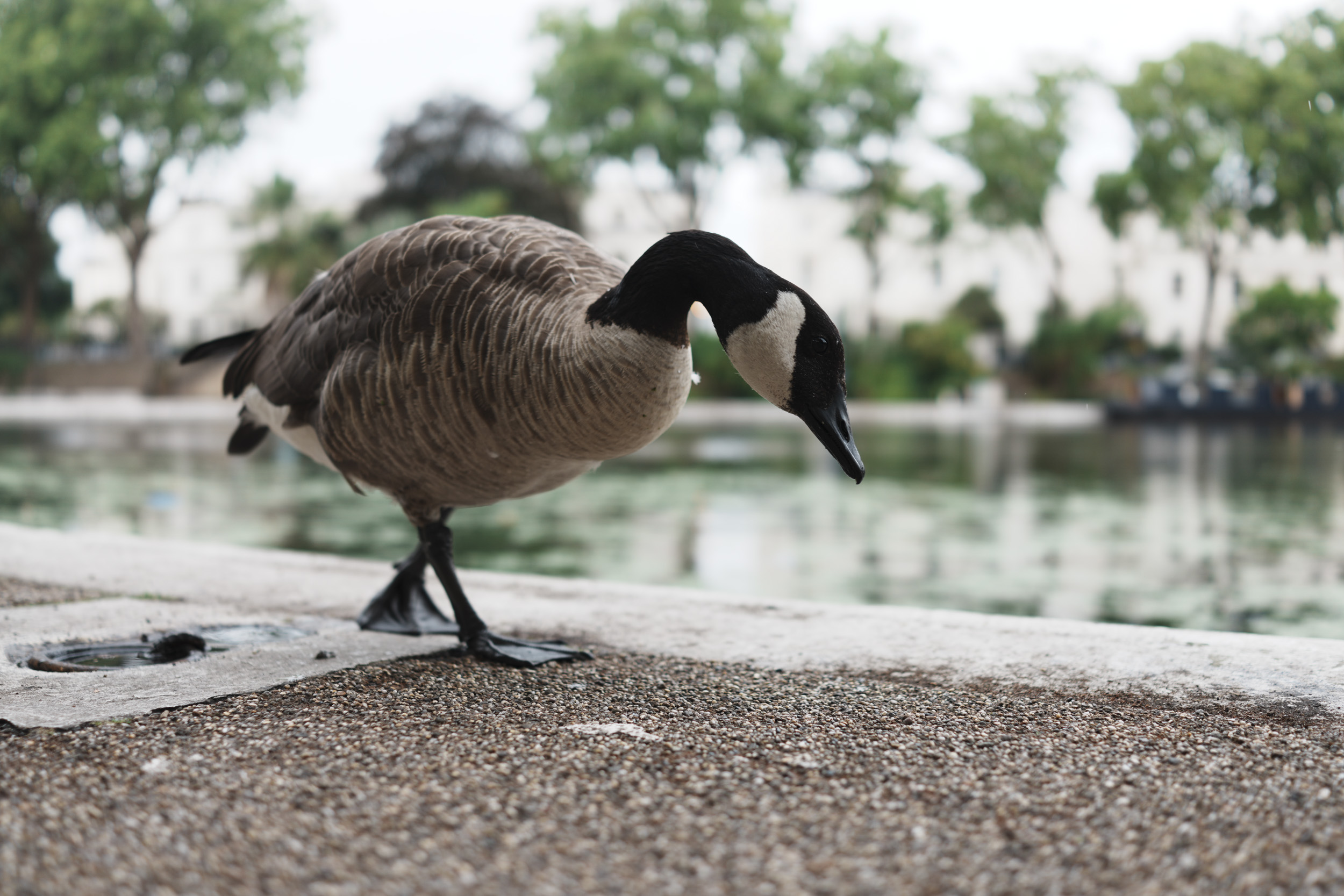 Sony RX1R III sample gallery: goose by a river at ground level