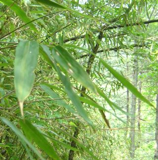 A monotonous menu: Bamboo like that shown here accounts for 99 percent of a wild panda’s diet. Pandas may also eat grasses, the occasional small rodent and musk deer fawns.