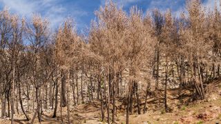 A forest of burnt trees stand on barren ground on a hillside