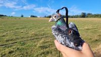 Pigeon with backpack and camera fitted.