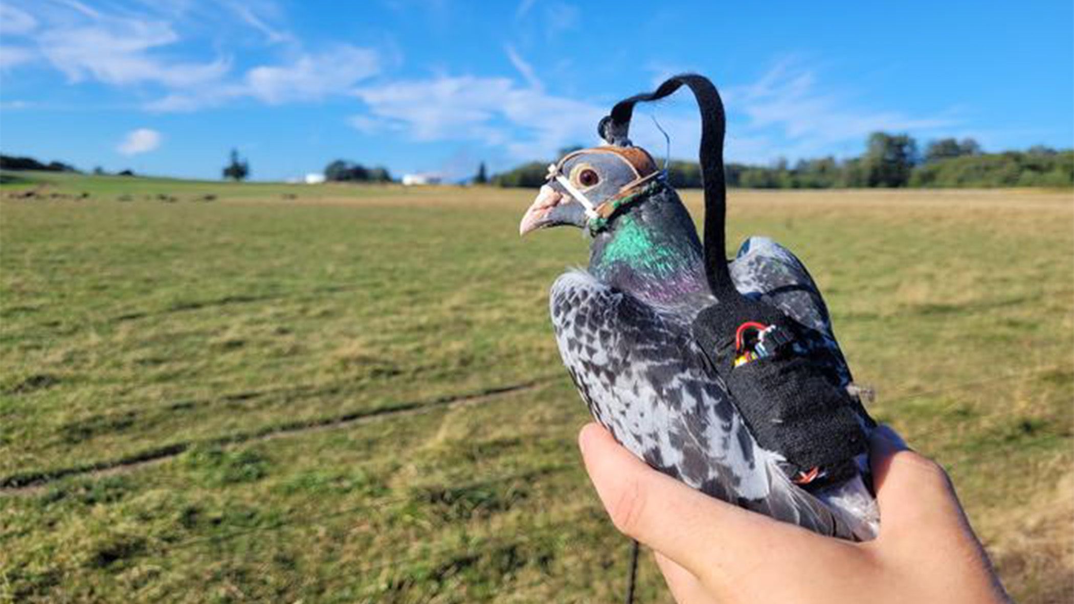 Pigeon Vision Inspires Smarter Drone Cameras