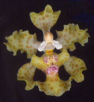 An image of an orchid