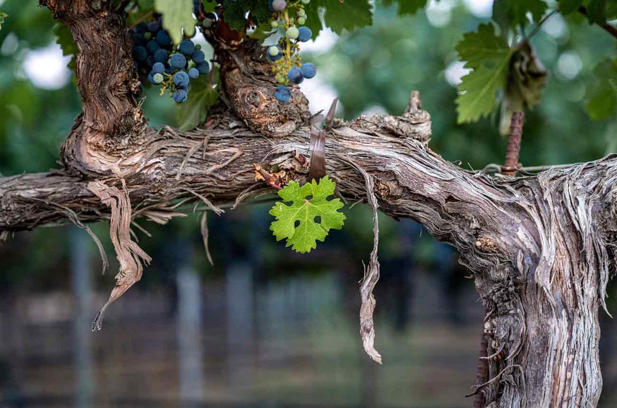 Napa Valley Cabernet 2021: Top wines from Oakville | Decanter