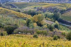 Crozes-Hermitage 2021