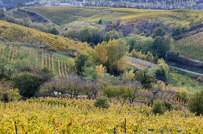 Crozes-Hermitage 2021